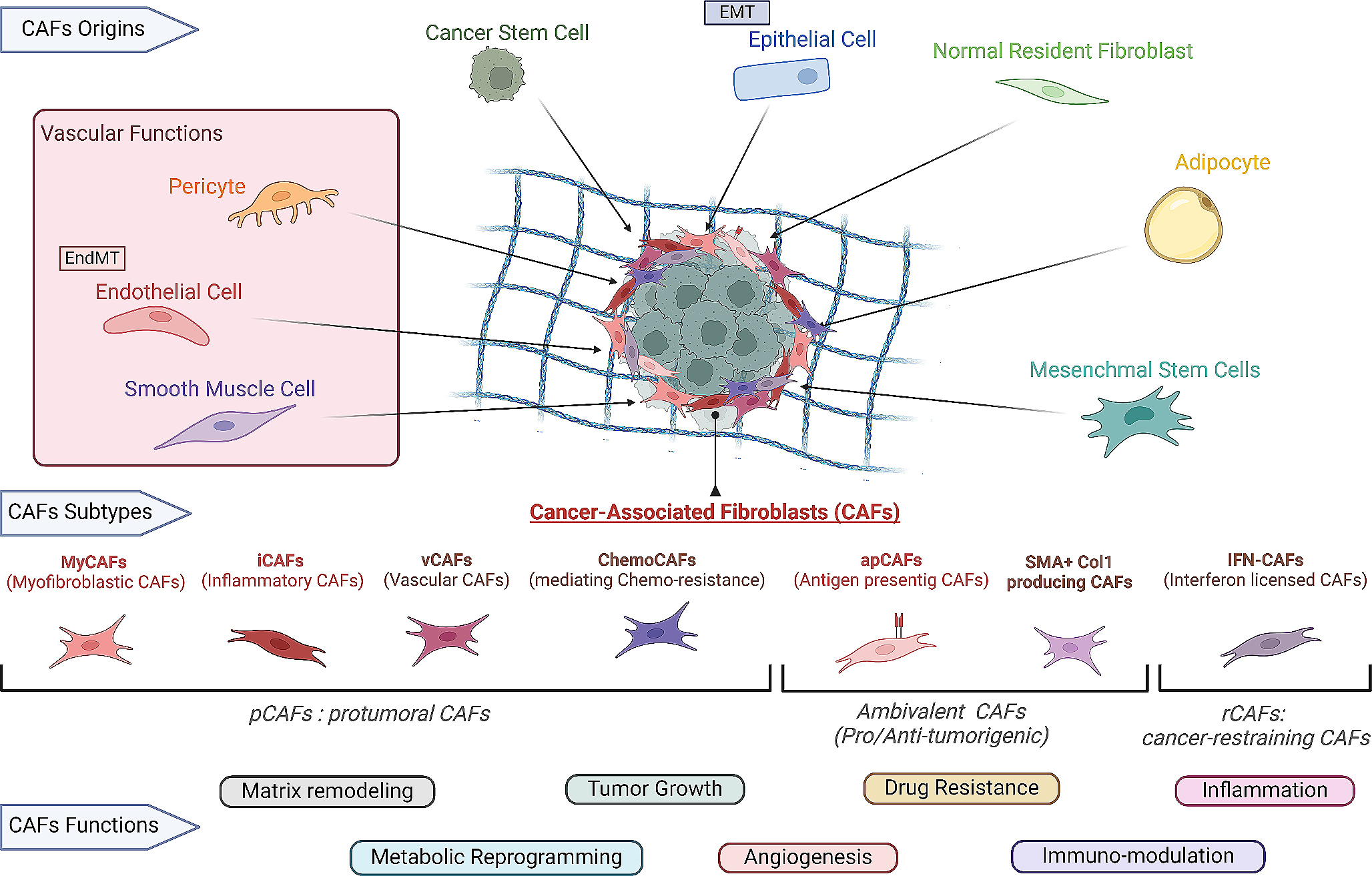 CAFs vs. TECs: when blood feuds fuel cancer progression, dissemination and therapeutic resistance