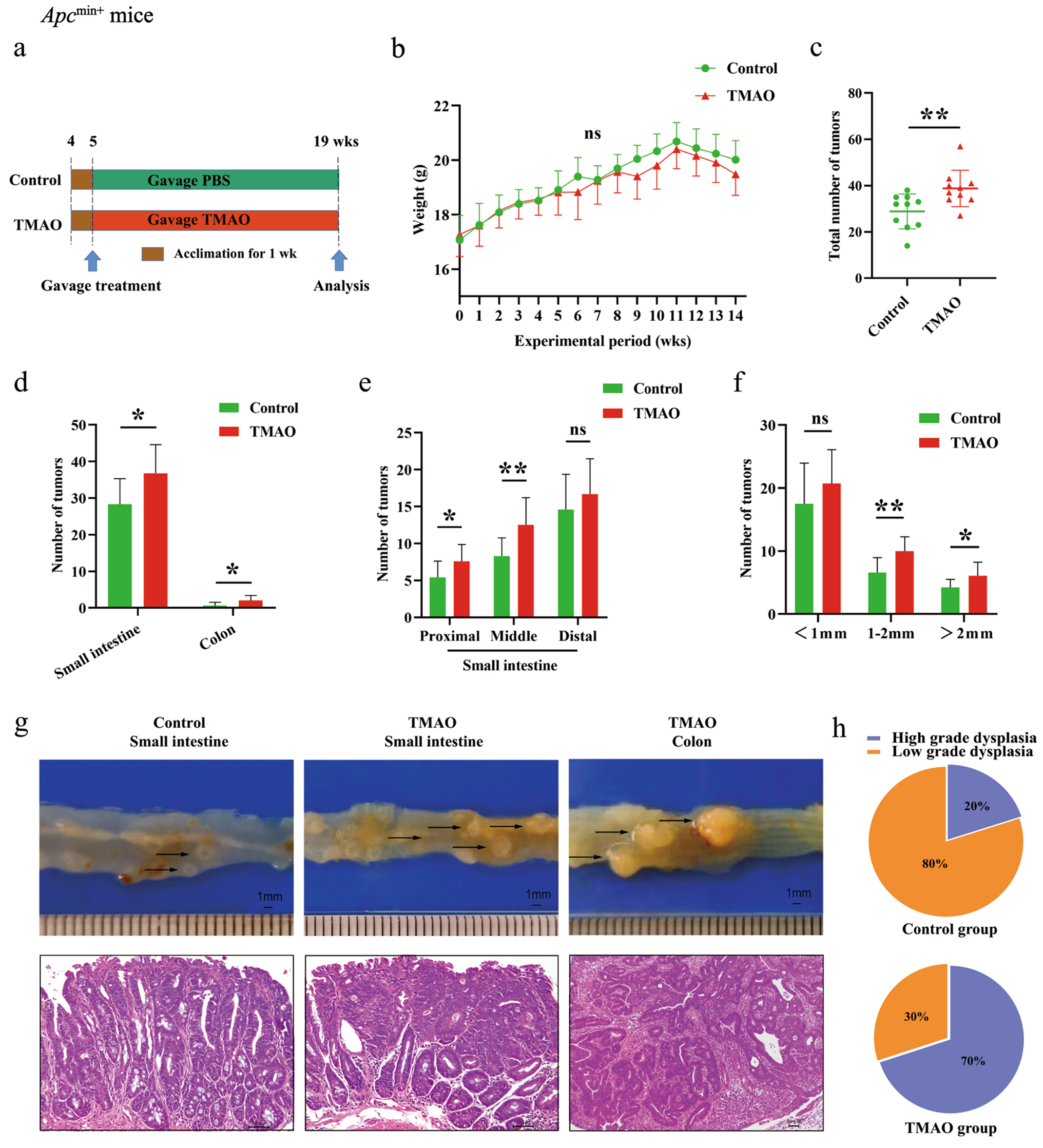 Microbial metabolite trimethylamine-N-oxide induces intestinal carcinogenesis through inhibiting farnesoid X receptor signaling