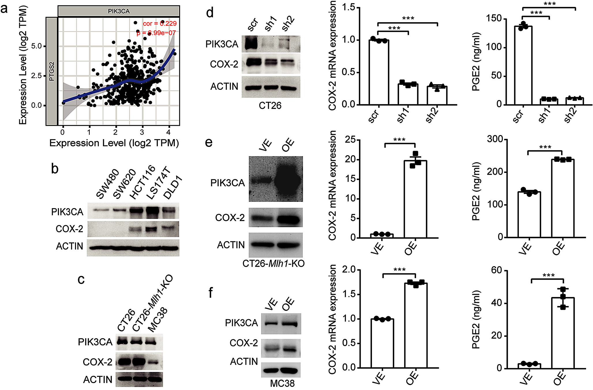 Targeting MEK/COX-2 axis improve immunotherapy efficacy in dMMR colorectal cancer with PIK3CA overexpression