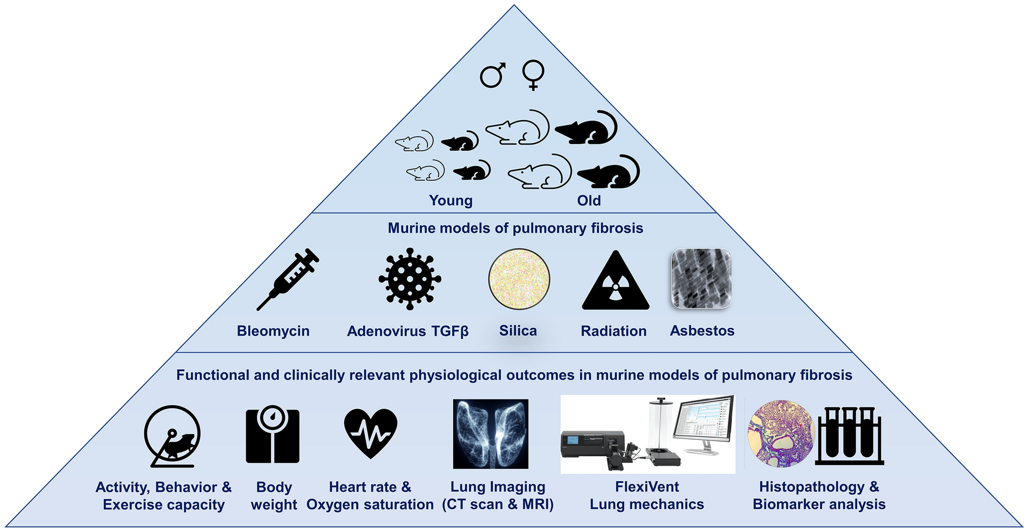 Missing Nuts and Bolts: Translating Pulmonary Fibrosis from Preclinical Murine Models to Human Clinical Trials