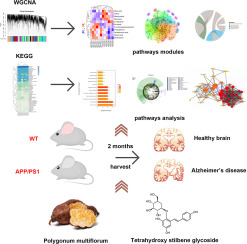 Phosphoproteomic analysis of APP/PS1 mice of Alzheimer's disease by DIA based mass spectrometry analysis with PRM verification