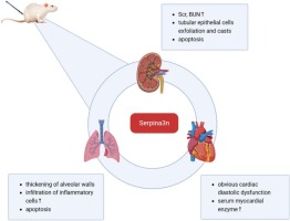 Proteomic analysis of multiple organ dysfunction induced by rhabdomyolysis