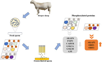 Quantitative phosphoproteomics explain cryopreservation-induced reductions in ram sperm motility