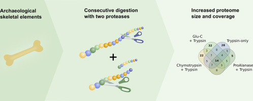 Digging deeper into ancient skeletal proteomes through consecutive digestion with multiple proteases