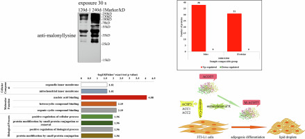 TMT-labeled quantitative malonylome analysis on the longissimus dorsi muscle of Laiwu pigs reveals the role of ACOT7 in fat deposition