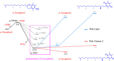 Unveiling the antioxidant superiority of α-tocopherol: Implications for vitamin E nomenclature and classification