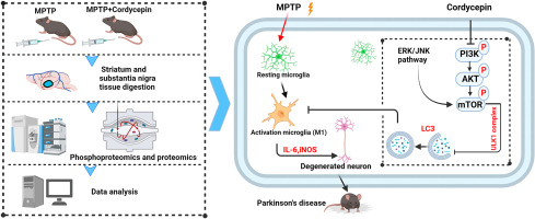 Neuroprotective effects of cordycepin on MPTP-induced Parkinson's disease mice via suppressing PI3K/AKT/mTOR and MAPK-mediated neuroinflammation