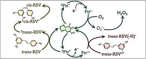 Photosensitized isomerization of resveratrol: Evaluation of energy and electron transfer pathways