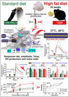 Changed regulation of granulocyte NADPH oxidase activity in the mouse model of obesity-induced type 2 diabetes mellitus