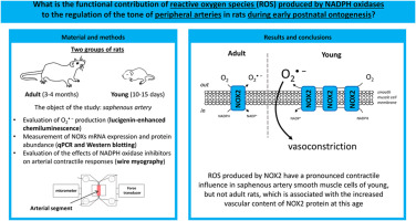 Reactive oxygen species augment contractile responses of saphenous artery in 10-15-day-old but not adult rats: Substantial role of NADPH oxidases