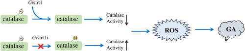 Glsirt1-mediated deacetylation of GlCAT regulates intracellular ROS levels, affecting ganoderic acid biosynthesis in Ganoderma lucidum