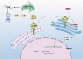mtDNA regulates cGAS-STING signaling pathway in adenomyosis