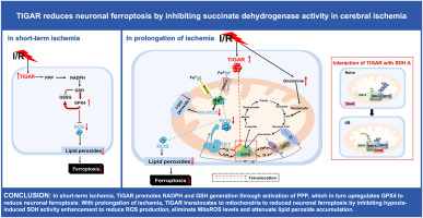 TIGAR reduces neuronal ferroptosis by inhibiting succinate dehydrogenase activity in cerebral ischemia