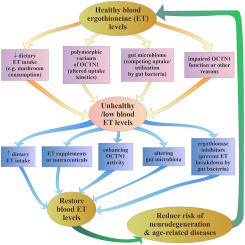 Are age-related neurodegenerative diseases caused by a lack of the diet-derived compound ergothioneine?