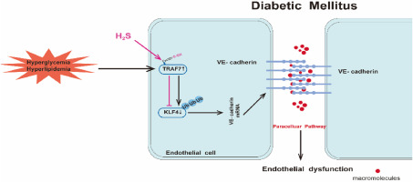 Hydrogen sulfide improves endothelial barrier function by modulating the ubiquitination degradation of KLF4 through TRAF7 S-sulfhydration in diabetic aorta