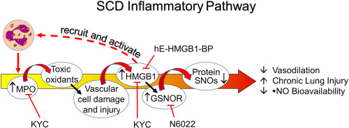 Sterile inflammation induces vasculopathy and chronic lung injury in murine sickle cell disease