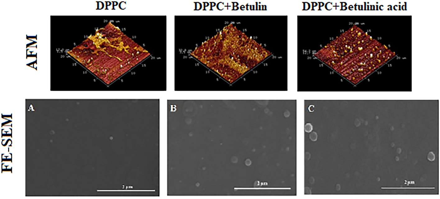 Effect of Triterpenoids Betulin and Betulinic Acid on Pulmonary Surfactant Membranes