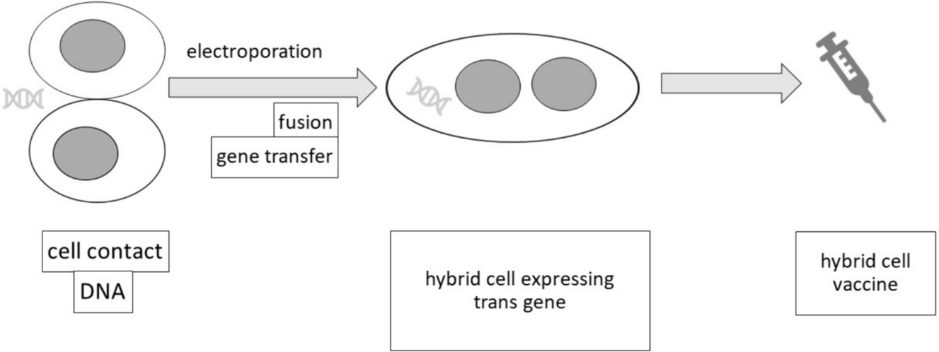 Feasibility Study for the Use of Gene Electrotransfer and Cell Electrofusion as a Single-Step Technique for the Generation of Activated Cancer Cell Vaccines