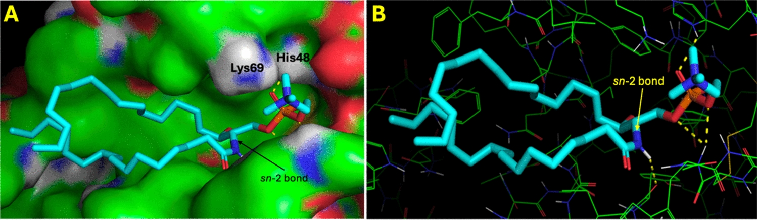 Sphingomyelin Inhibits Hydrolytic Activity of Heterodimeric PLA2 in Model Myelin Membranes: Pharmacological Relevance
