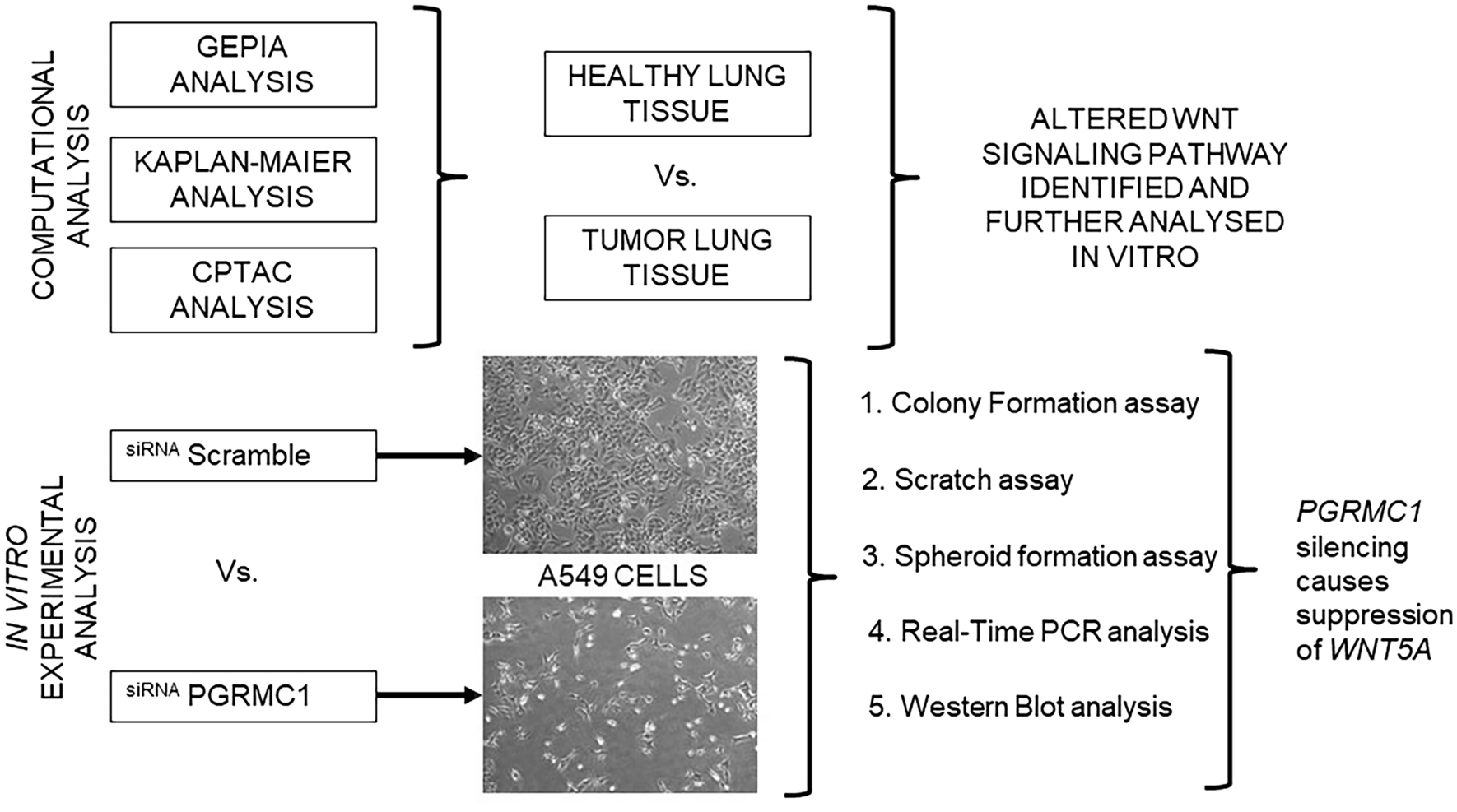Beyond Hormones: Investigating the Impact of Progesterone Receptor Membrane Component 1 in Lung Adenocarcinoma