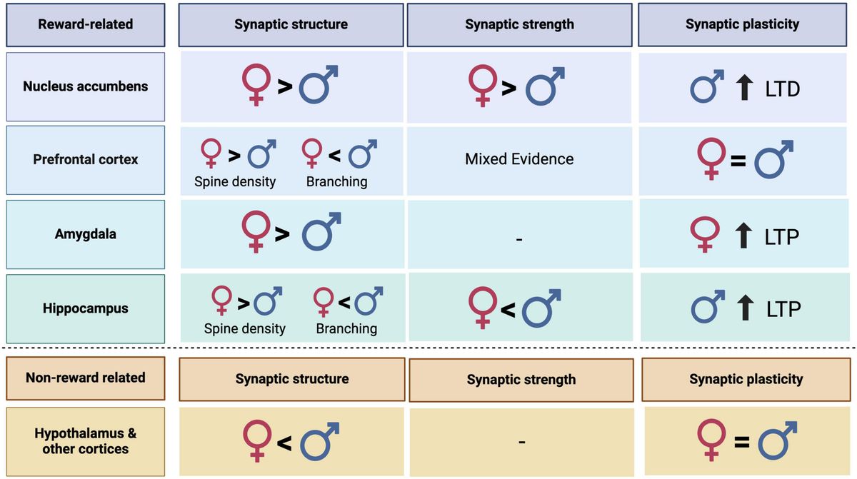 Sex differences in glutamate transmission and plasticity in reward related regions