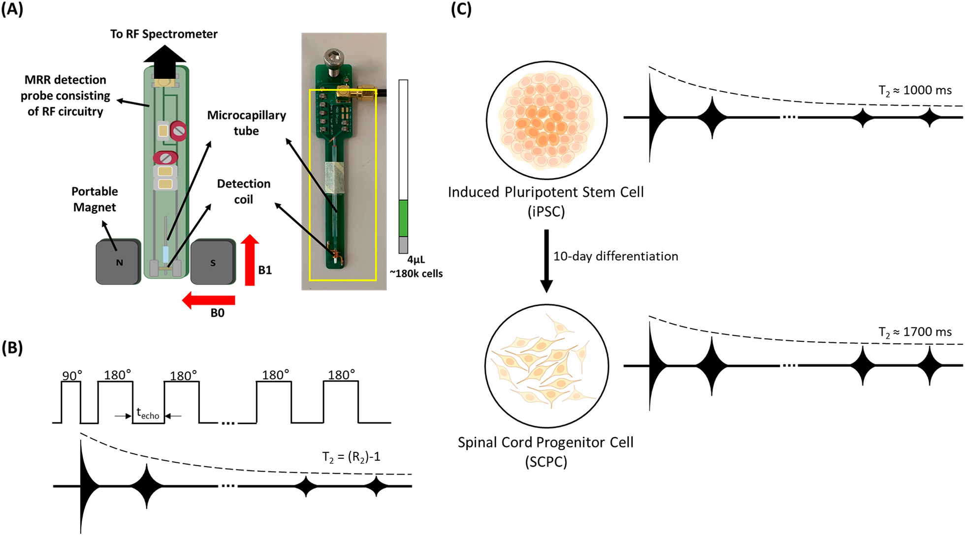 Using magnetic resonance relaxometry to evaluate the safety and quality of induced pluripotent stem cell-derived spinal cord progenitor cells