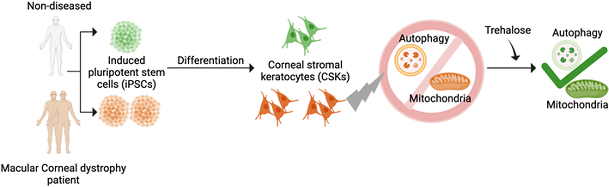 Trehalose extricates impaired mitochondrial and autophagy dysregulation in patient iPSC-derived macular corneal dystrophy disease model