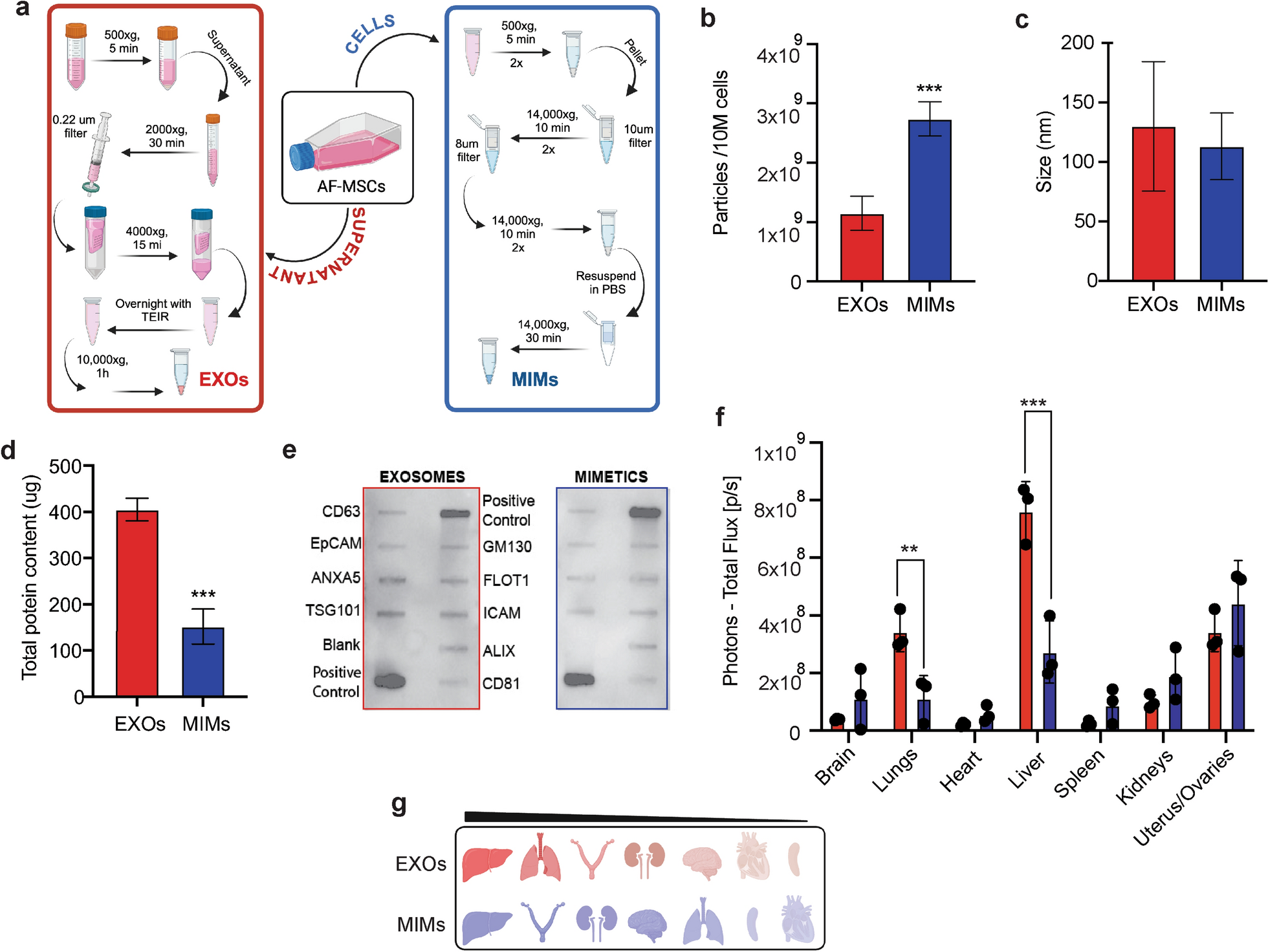 Amniotic fluid-derived stem cells: potential factories of natural and mimetic strategies for congenital malformations