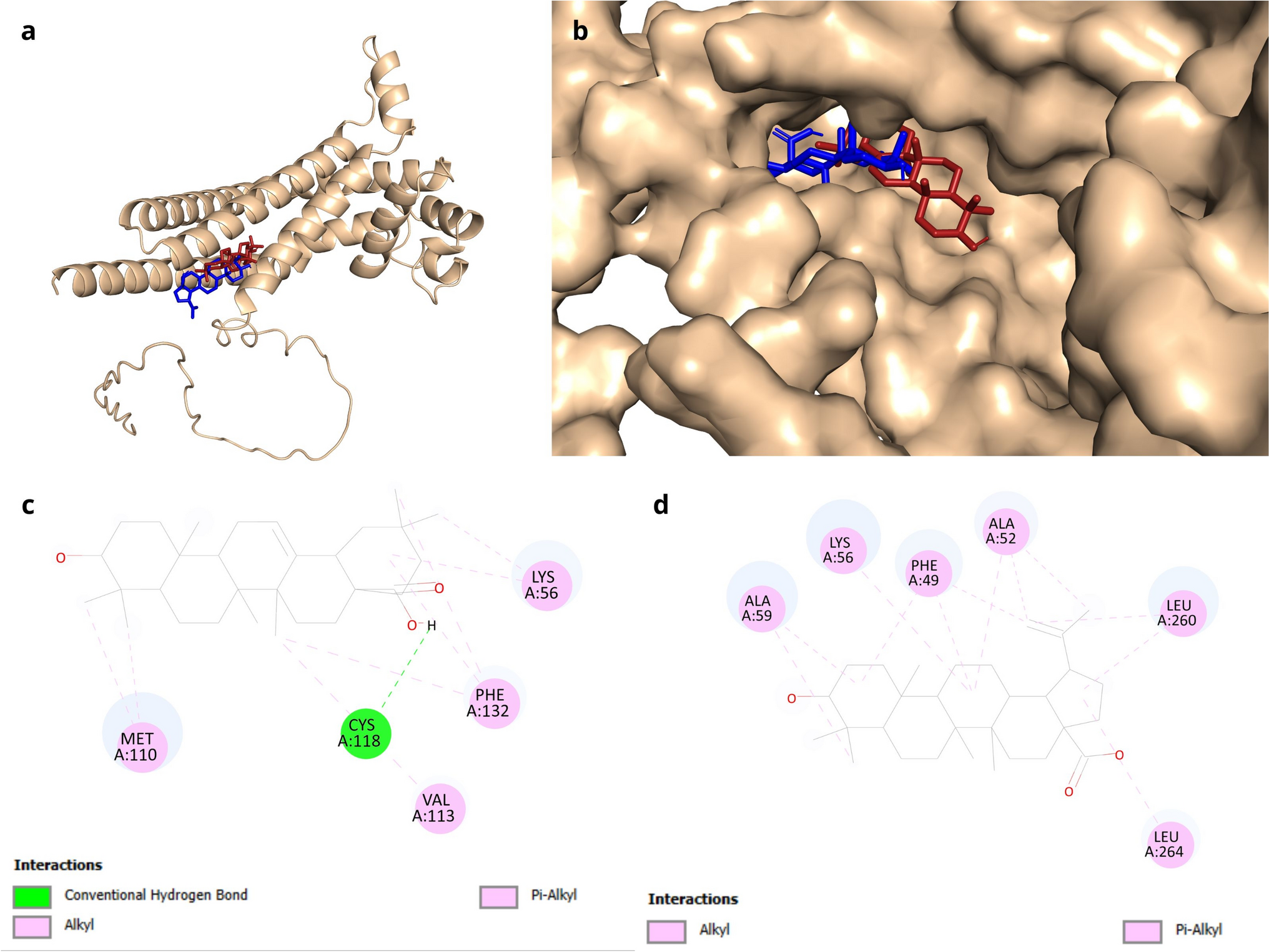 Betulinic acid and oleanolic acid modulate CD81 expression and induce apoptosis in triple-negative breast cancer cells through ROS generation
