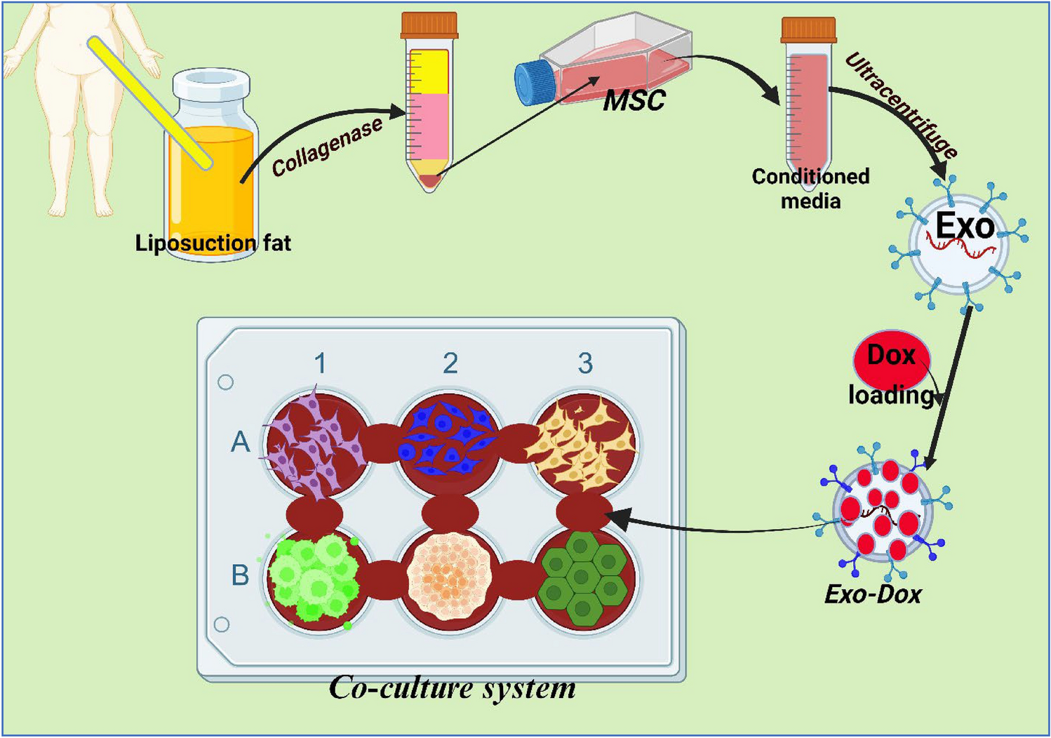 Co-culture system of breast cancer and normal cells to investigate inflammation: using doxorubicin encapsulated in adipose-derived exosomes