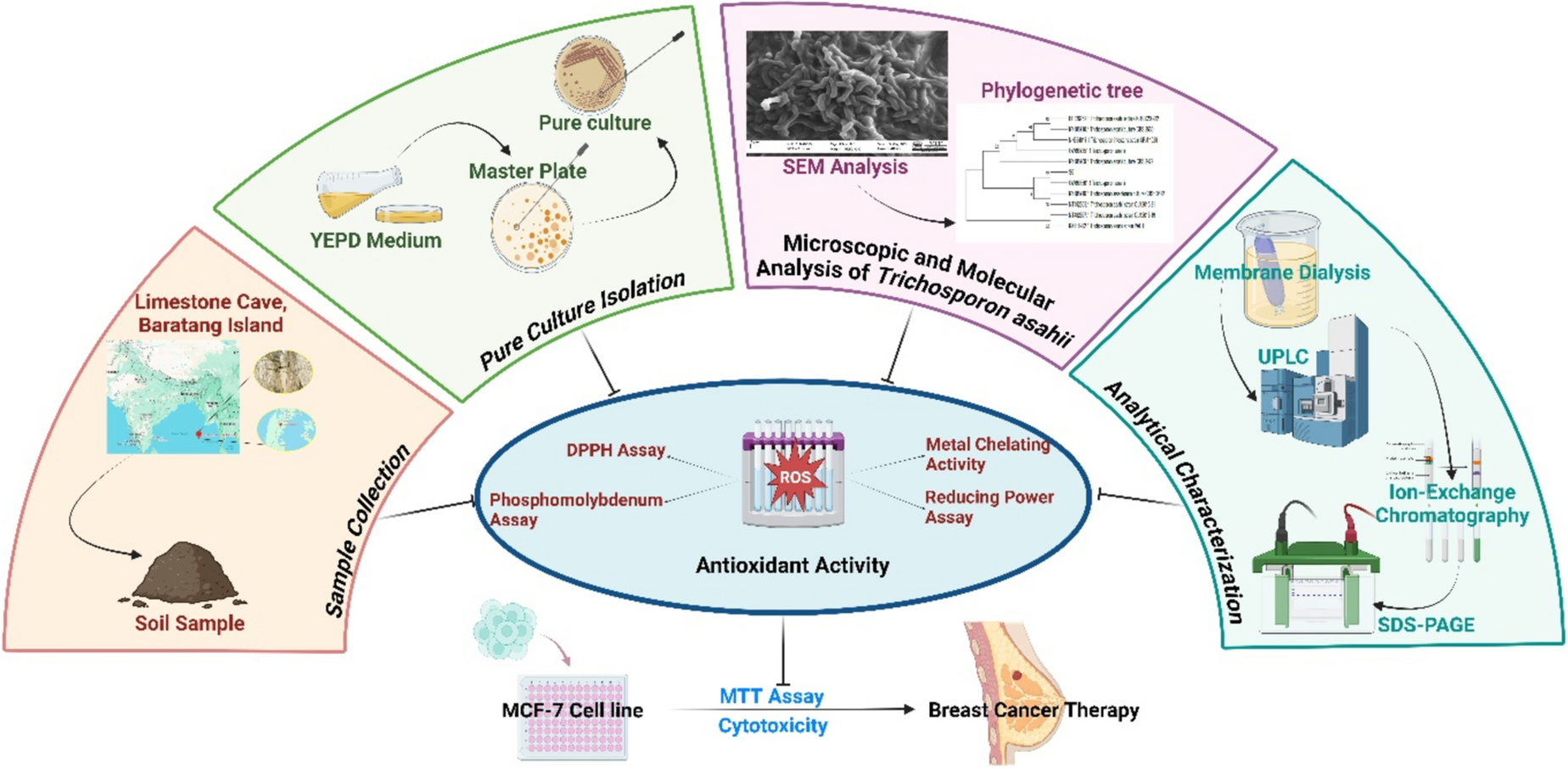 Investigation of anticancer potential of a novel bioactive molecule from Trichosporon asahii VITSTB1 in breast cancer cell lines: an in vitro study
