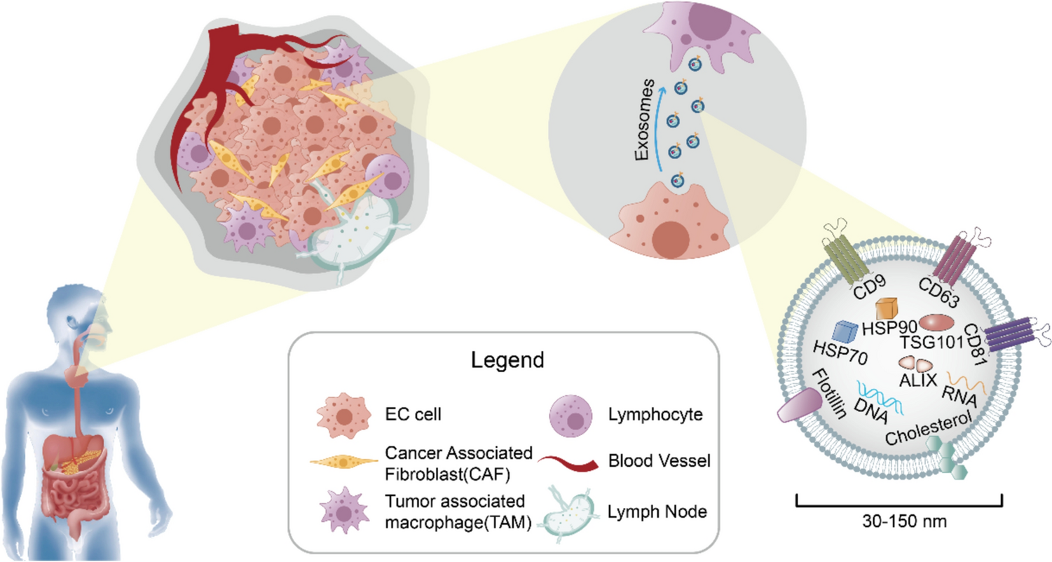 Exosomes in esophageal cancer: function and therapeutic prospects