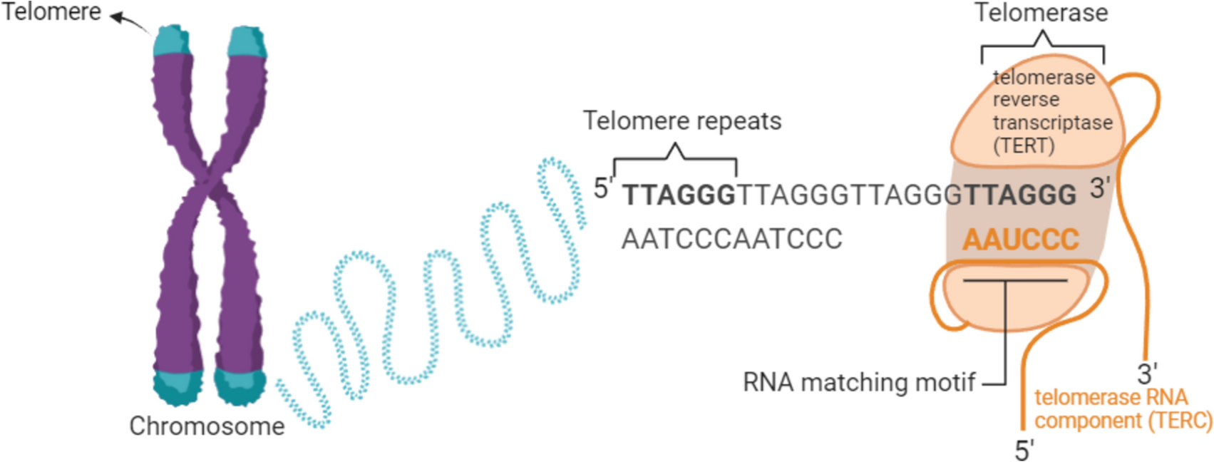 Telomerase inhibition in breast cancer and breast cancer stem cells: a brief review