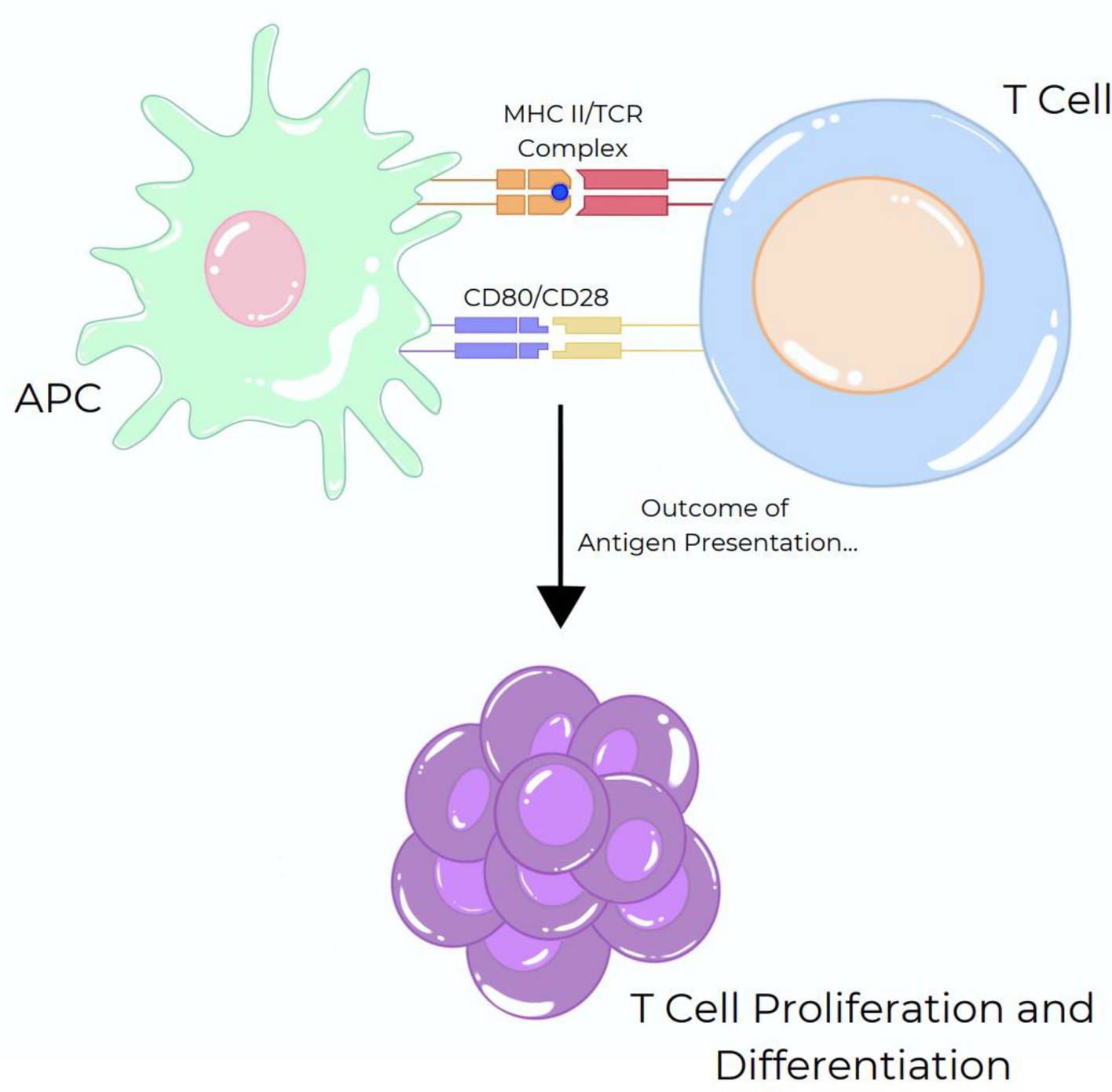 Exploring the role of antigen-presenting cancer-associated fibroblasts and CD74 on the pancreatic ductal adenocarcinoma tumor microenvironment