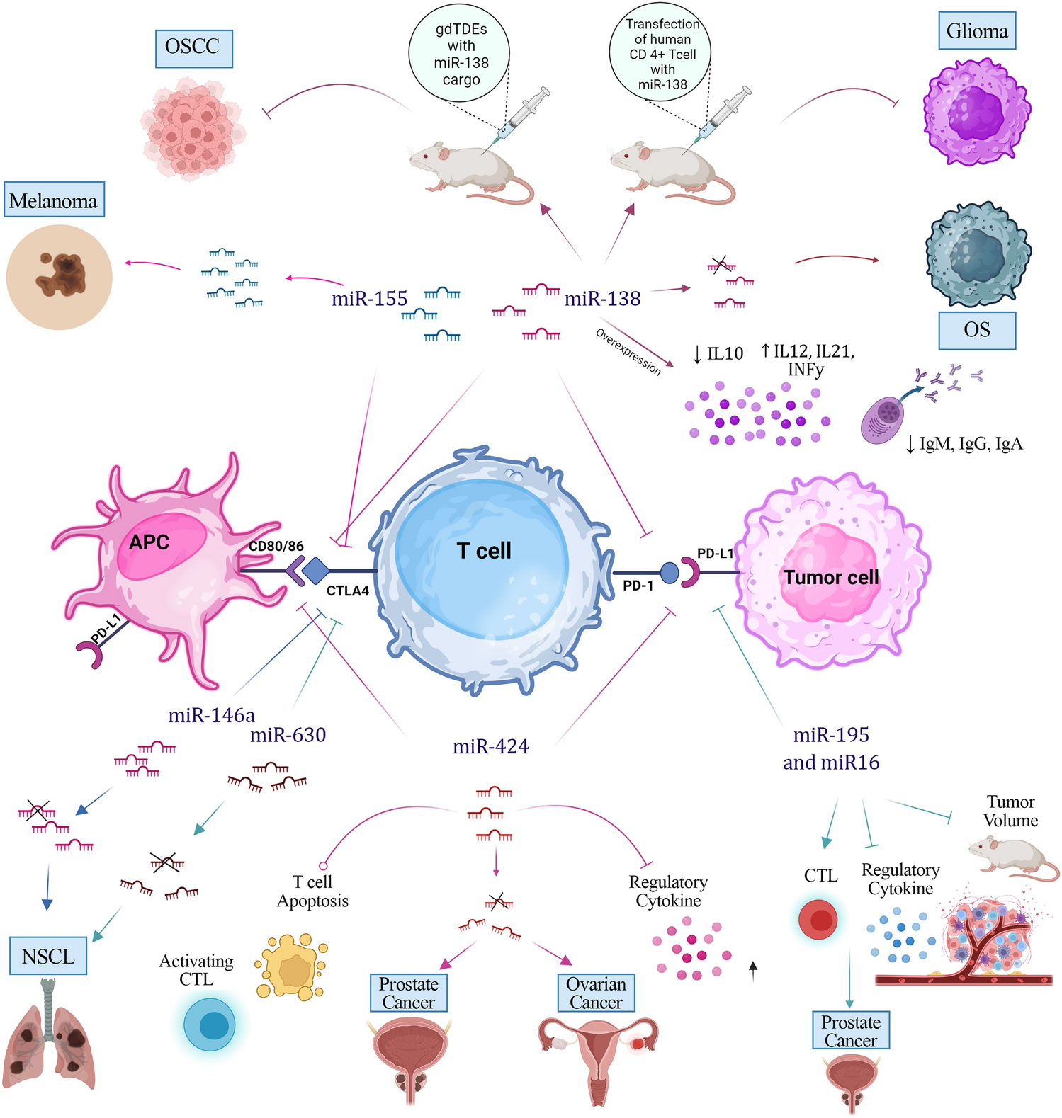 An overview on the interaction between non-coding RNAs and CTLA-4 gene in human diseases