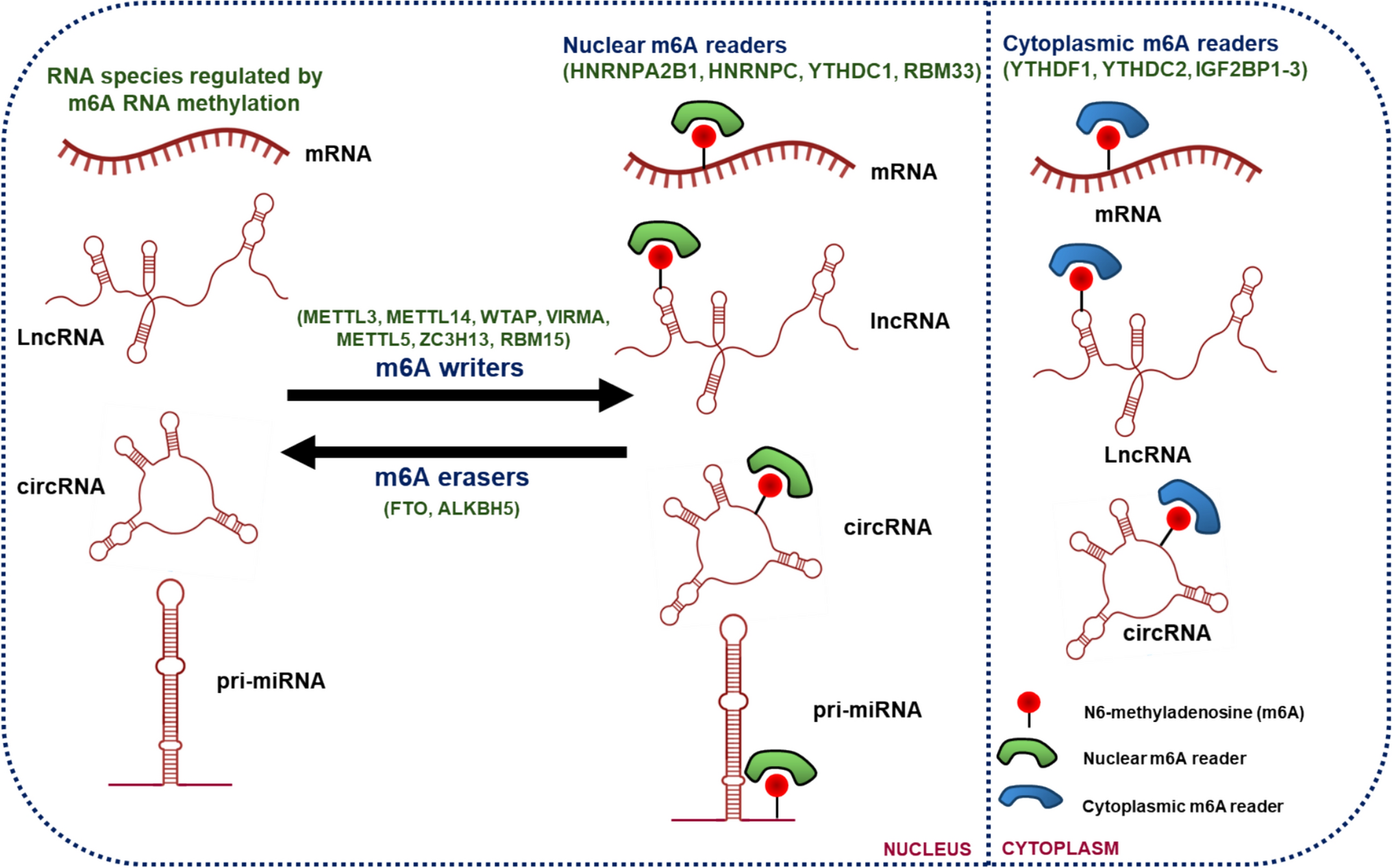 N6-methyladenosine RNA modification in head and neck squamous cell carcinoma (HNSCC): current status and future insights