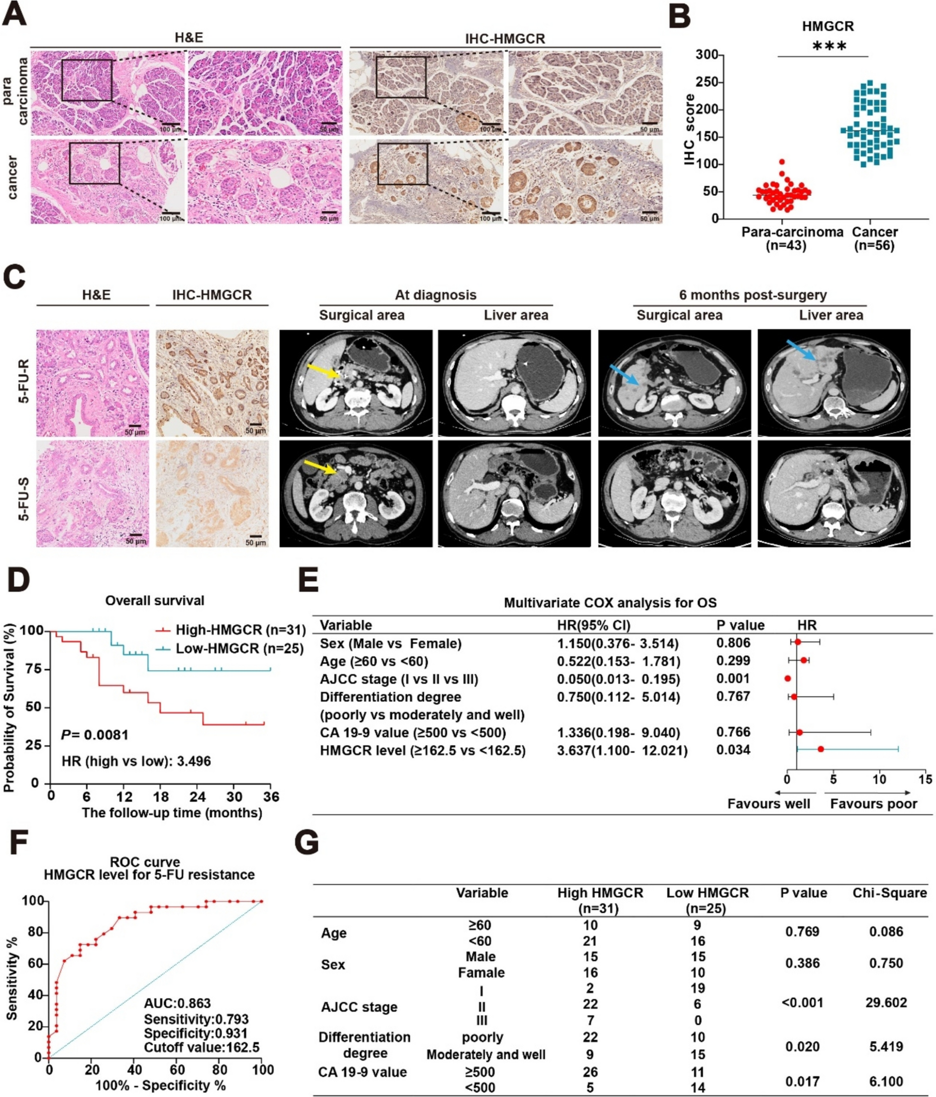 Targeting the mevalonate pathway enhances the efficacy of 5-fluorouracil by regulating pyroptosis