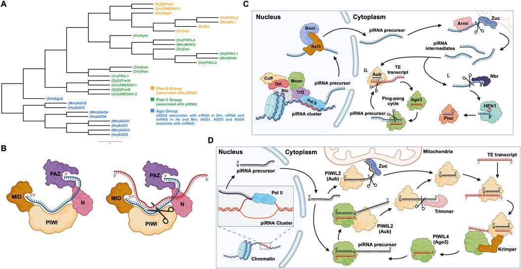 Somatic piRNA and PIWI-mediated post-transcriptional gene regulation in stem cells and disease