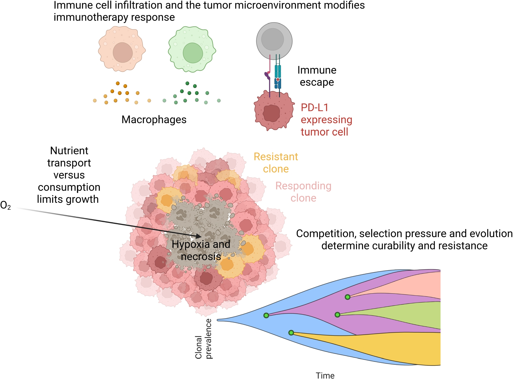Advancing cancer drug development with mechanistic mathematical modeling: bridging the gap between theory and practice