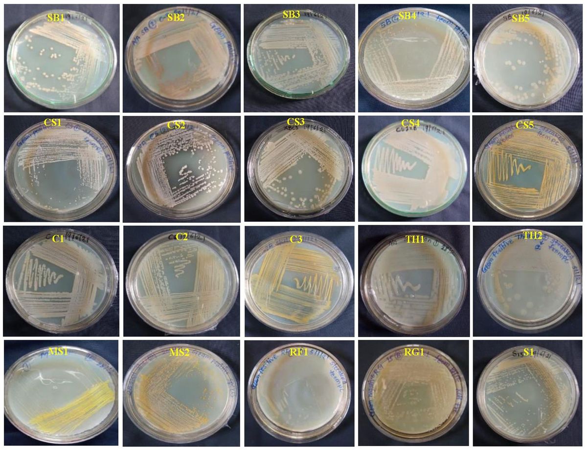 Characterization and bioefficacy of grapevine bacterial endophytes against Colletotrichum gloeosporioides causing anthracnose disease