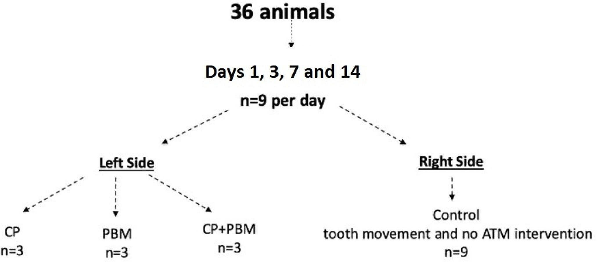 Effect of photobiomodulation and corticopuncture methods on tooth displacement and gene expression: animal study