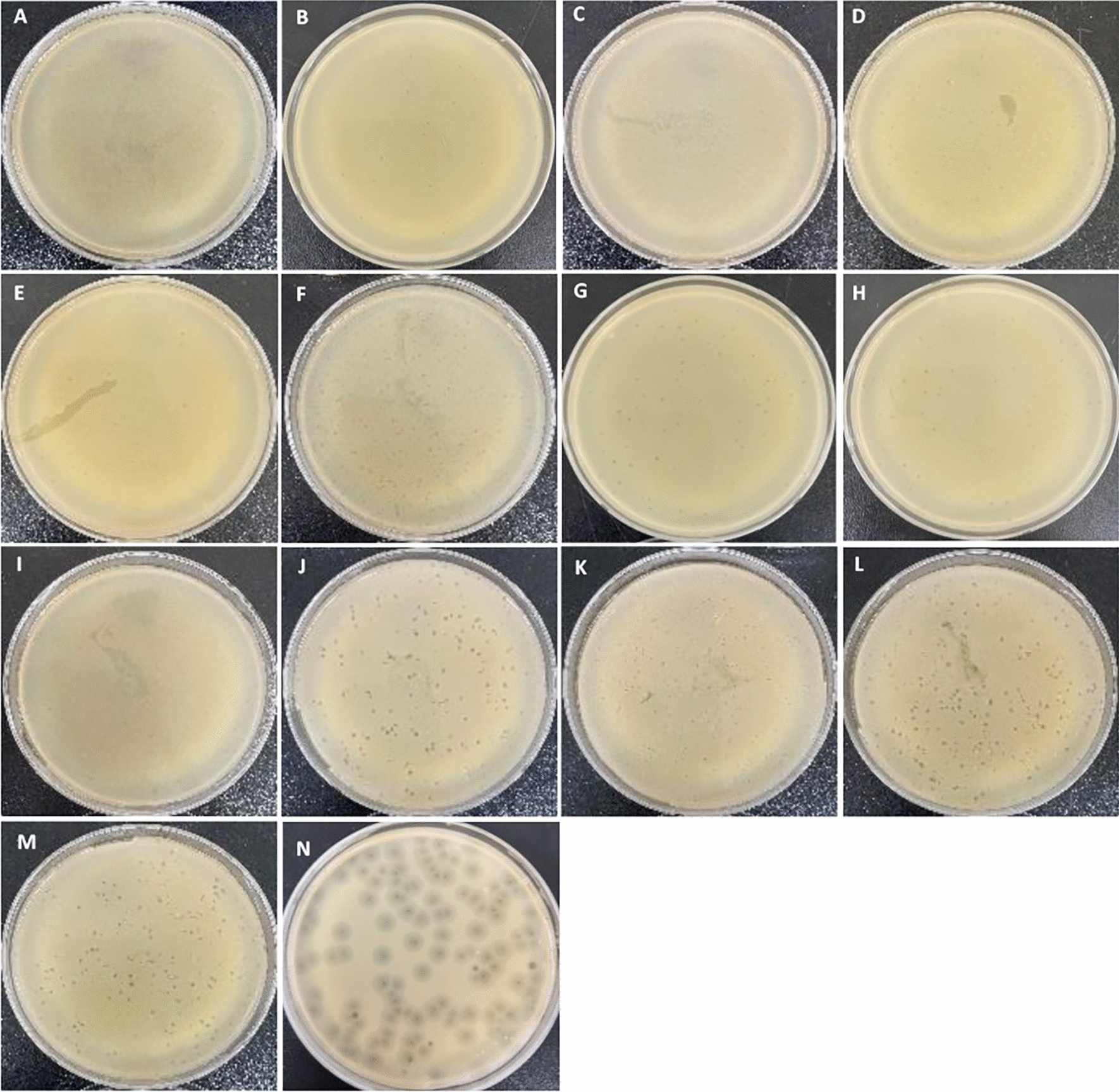 Characterization of Newly Isolated Bacteriophages Targeting Carbapenem-Resistant Klebsiella pneumoniae