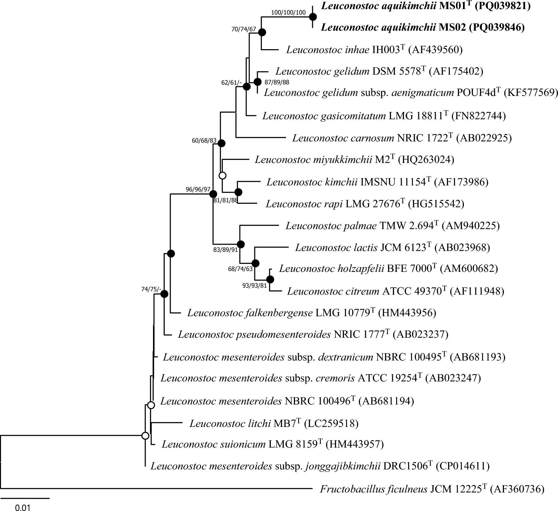 Leuconostoc aquikimchii sp. nov., a Lactic Acid Bacterium Isolated from Cabbage Watery Kimchi