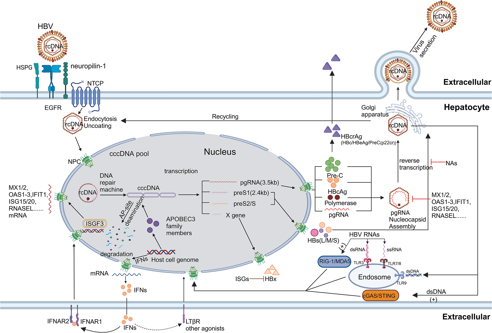Mechanisms underlying the compromised clinical efficacy of interferon in clearing HBV