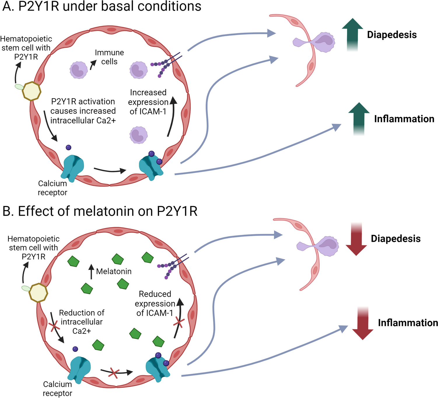 Melatonin’s Impact on Cytokine Storm and Modulation of Purinergic Receptors for COVID-19 Prognosis: A Mental Health Perspective