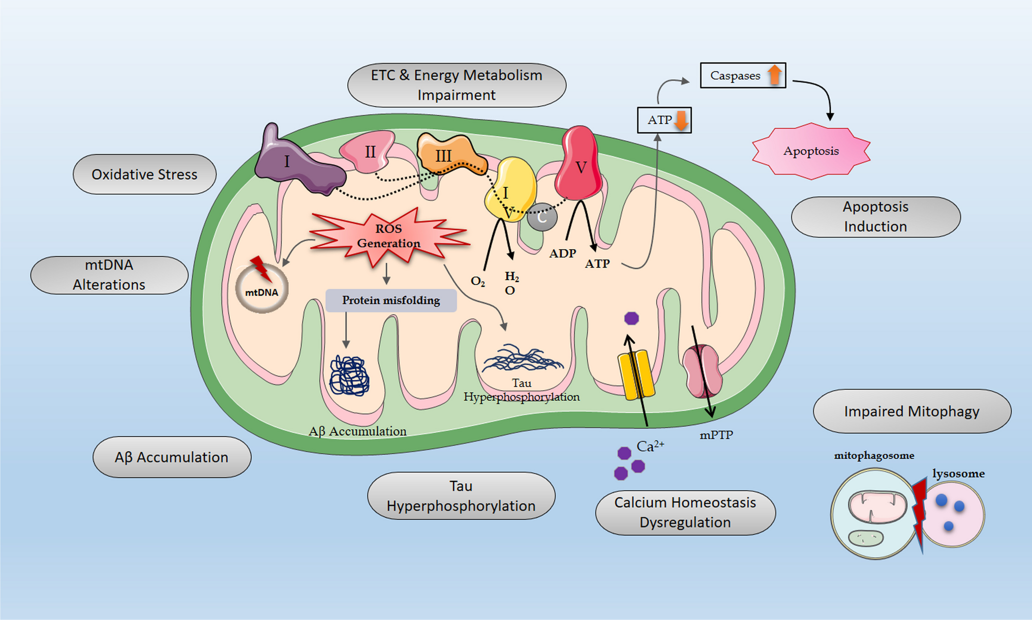 The Role of Non-Coding RNAs in Mitochondrial Dysfunction of Alzheimer’s Disease