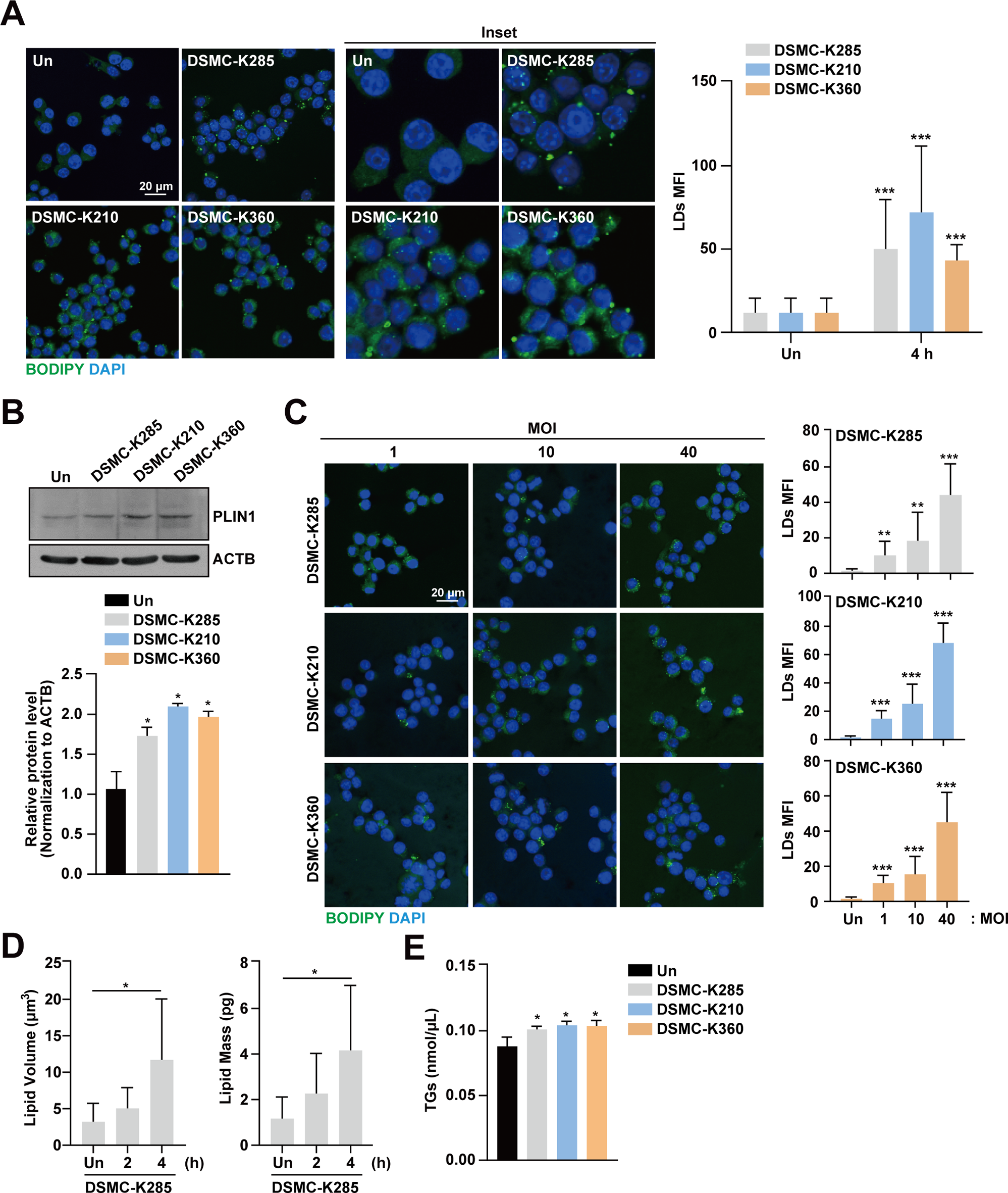 Inhibiting lipid droplet biogenesis enhances host protection against hypervirulent Klebsiella pneumoniae infections