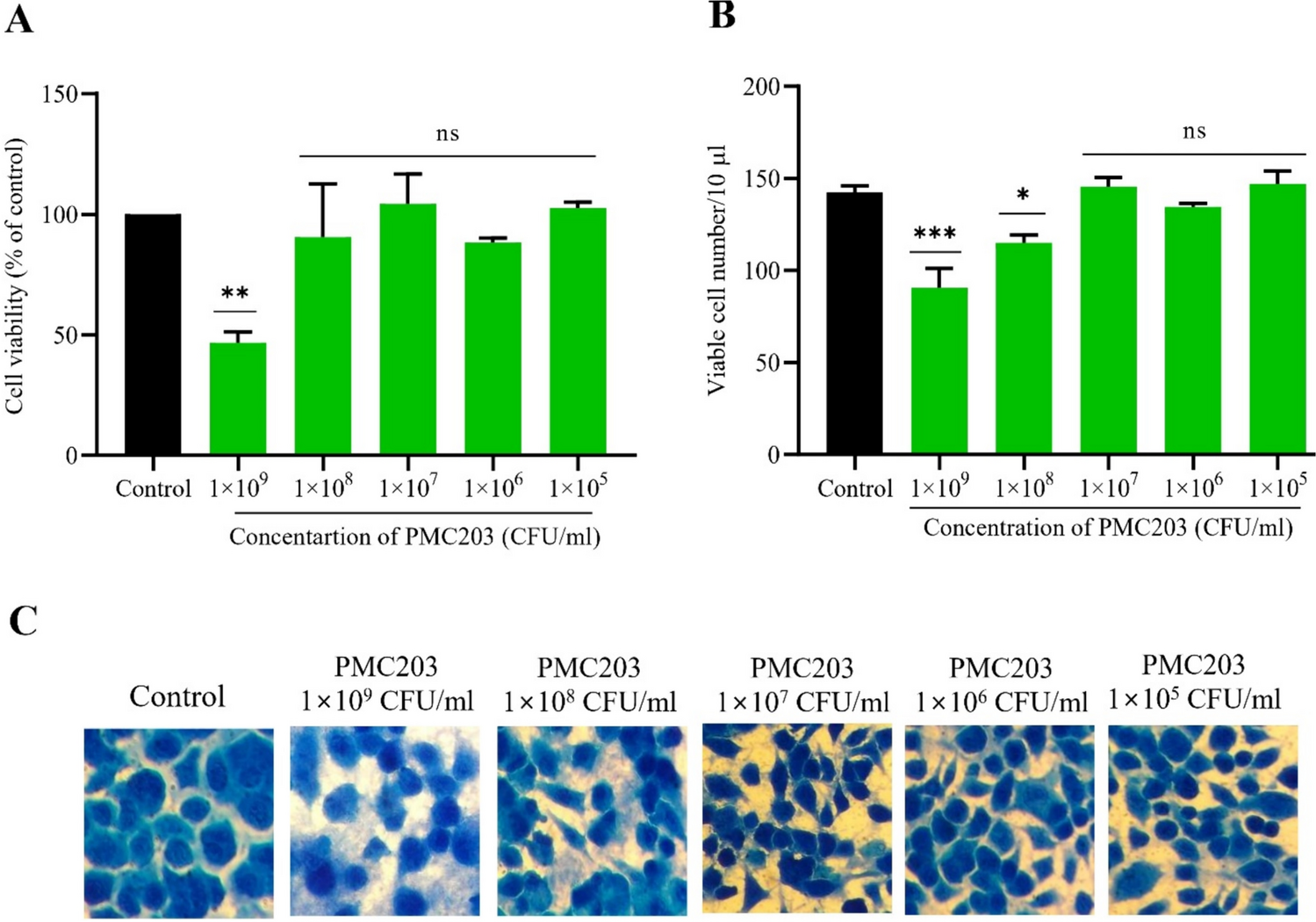 Exploring the potential of Lactocaseibacillus rhamnosus PMC203 in inducing autophagy to reduce the burden of Mycobacterium tuberculosis
