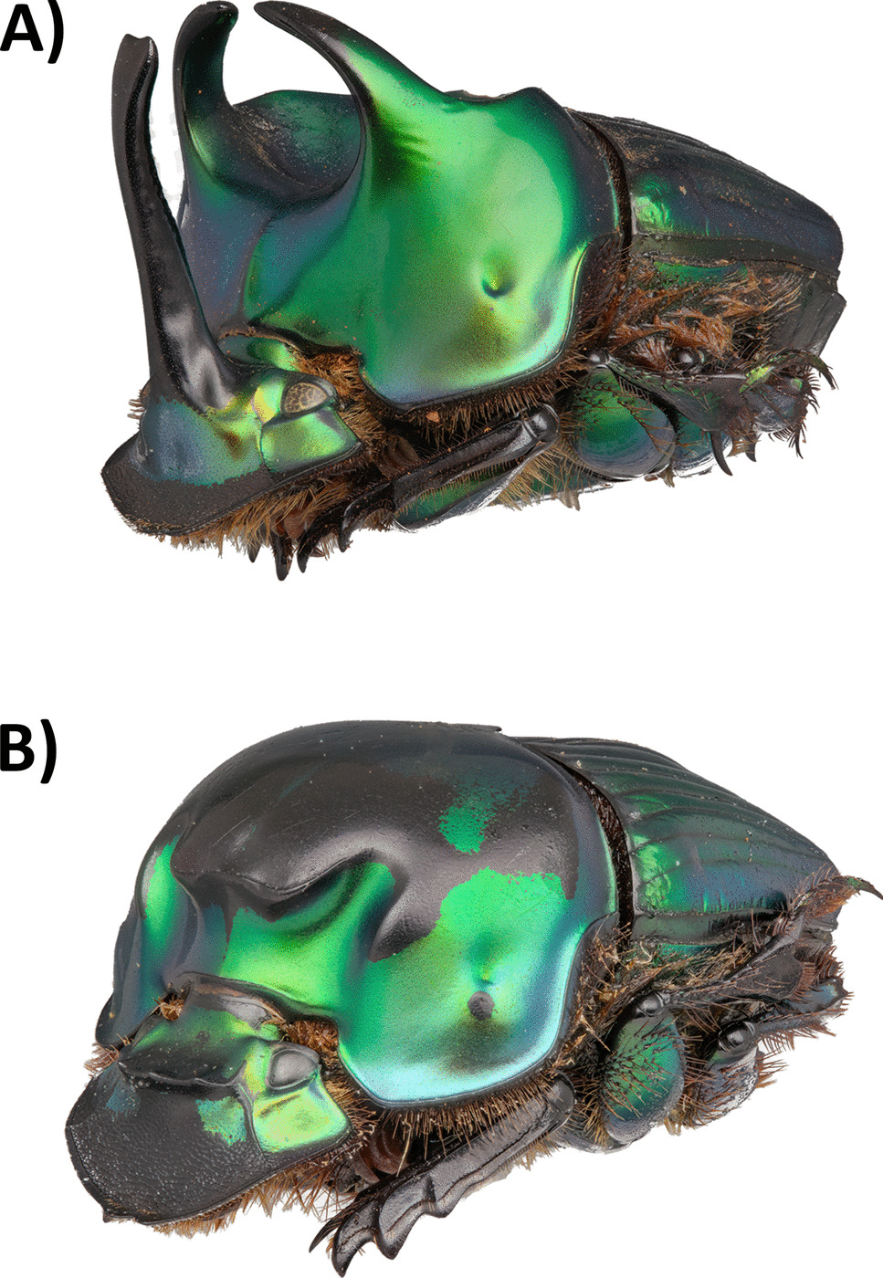 New Behavior Records of the Oxysternon palemo Castelnau, 1840 (Coleoptera: Scarabaeidae: Scarabaeinae) in Cerrado