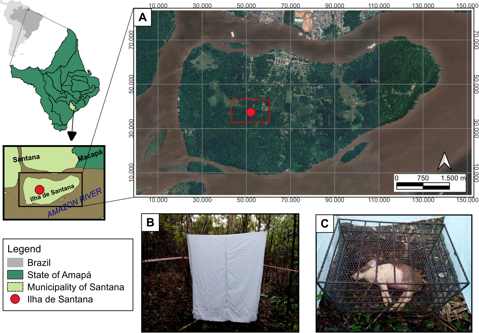 Colonization of Blowflies (Diptera: Calliphoridae) and Association Time Between Adults and Immatures in Pig Carcass Decomposition: One Day to Change